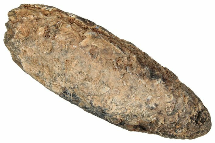 Fossil Cycadophyte Seed Cone - Boujdour, Morocco #349115